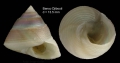 Mollusca (molluscs)