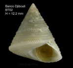 Clelandella miliaris (Brocchi, 1814)Specimen from Djibouti Banks (350-365 m), Alboran Sea (actual size 12.2 mm).