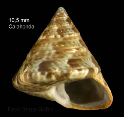 Calliostoma laugieri (Payraudeau, 1826) Specimen from Calahonda, M�laga, Spain (actual size 10.5 mm)