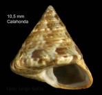 Calliostoma laugieri (Payraudeau, 1826) Specimen from Calahonda, Mlaga, Spain (actual size 10.5 mm)