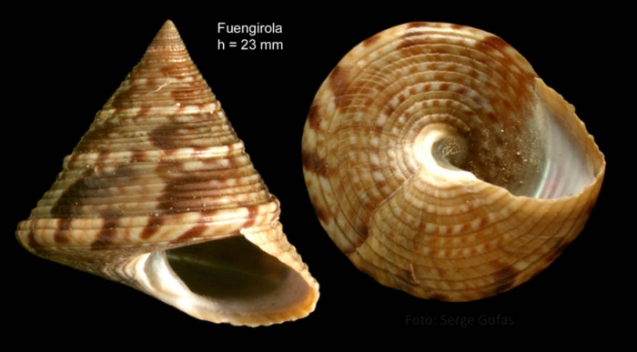 Calliostoma zizyphinum (Linnaeus, 1758) Specimen from Fuengirola, Spain (actual size 23 mm).