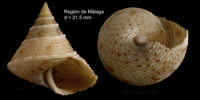 Calliostoma granulatum (Born, 1778)Specimen from Mlaga province, Spain (actual size 21.5 mm).