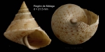 Calliostoma granulatum (Born, 1778)Specimen from Málaga province, Spain (actual size 21.5 mm).
