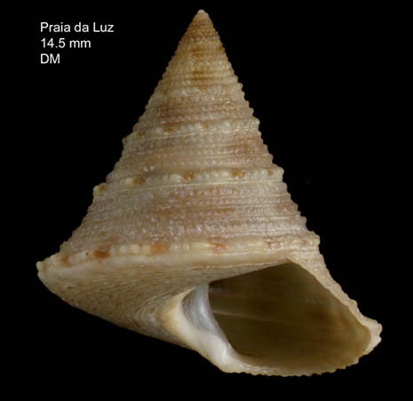 Calliostoma gubbiolii Nofroni, 1984Specimen from Praia da Luz, Portugal (actual size 14.5 mm). Calliostoma gubbiolii Nofroni, 1984Specimen from Praia da Luz, Portugal (actual size 14.5 mm).