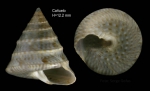 Calliostoma planatum Pallary, 1900Specimen from Cañuelo, Málaga, Spain (actual size 12.2 mm).