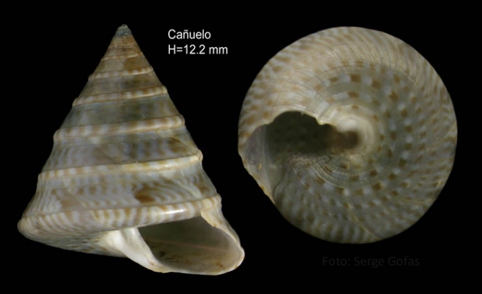 Calliostoma planatum Pallary, 1900Specimen from Ca�uelo, M�laga, Spain (actual size 12.2 mm).