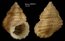 Danilia tinei (Calcara, 1839)Specimen from Benz Ceuta, Strait of Gibraltar  (actual size 10 mm)