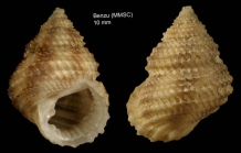Danilia tinei (Calcara, 1839)Specimen from Benzú, Ceuta, Strait of Gibraltar  (actual size 10 mm)
