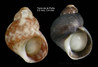 Tricolia miniata (Monterosato, 1884)Specimens from Torre de la Pe, Tarifa, Spain (actual sizes 3.4 and 3.5 mm).