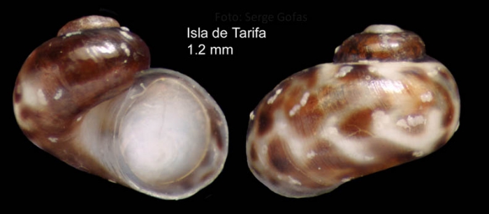 Tricolia nordsiecki (Talavera, 1978) Specimen from Tarifa, Spain (actual size 1.2 mm)