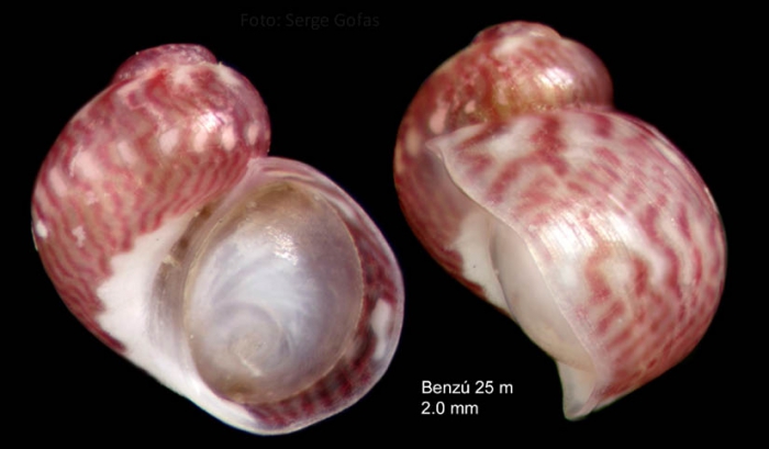 Tricolia tingitana Gofas, 1982Specimen from Benz, Ceuta, Strait of Gibraltar (actual size 2.0 mm)
