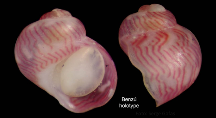 Tricolia deschampsi Gofas, 1993Specimen from Benzú, Ceuta, Strait of Gibraltar (holotype, coll. MNHN) (actual size 1.1 mm)