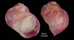 Tricolia deschampsi Gofas, 1993Specimen from Benz, Ceuta, Strait of Gibraltar (holotype, coll. MNHN) (actual size 1.1 mm)