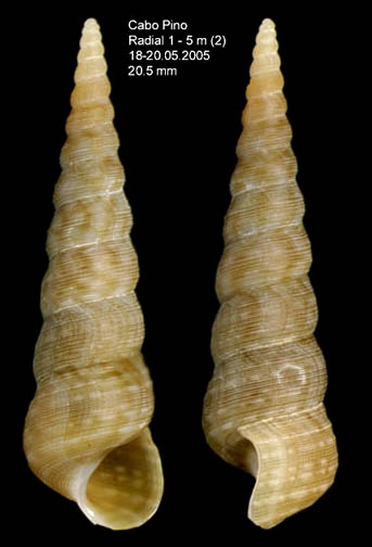Mesalia mesal (Deshayes, 1843) Specimen from Cabo Pino (-5 m), Málaga, Spain (actual size 20.5 mm). Mesalia mesal (Deshayes, 1843) Specimen from Cabo Pino (-5 m), Málaga, Spain (actual size 20.5 mm).