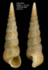 Mesalia mesal (Deshayes, 1843) Specimen from Cabo Pino (-5 m), Málaga, Spain (actual size 20.5 mm).