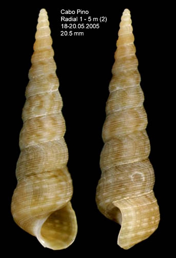 Mesalia varia (Kiener, 1843) Specimen from Cabo Pino (-5 m), M�laga, Spain (actual size 20.5 mm).
