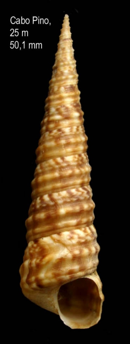 Turritella turbona Monterosato, 1877Specimen from Cabo Pino (-25 m), Málaga, Spain (actual size 50.1 mm). Turritella turbona Monterosato, 1877Specimen from Cabo Pino (-25 m), Málaga, Spain (actual size 50.1 mm).