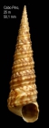 Turritella turbona Monterosato, 1877Specimen from Cabo Pino (-25 m), Málaga, Spain (actual size 50.1 mm).