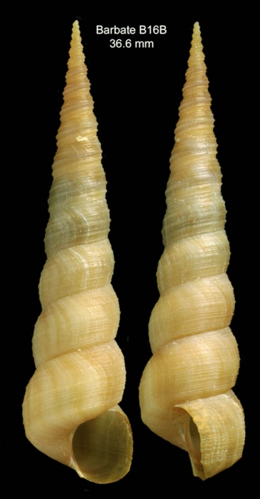 Turritella communis Risso, 1826Specimen from Barbate, Spain (actual size 36.6 mm).