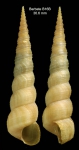 Turritella communis Risso, 1826Specimen from Barbate, Spain (actual size 36.6 mm).