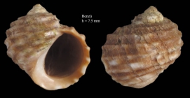 Littorina saxatilis (Olivi, 1792)Specimen from Benz Ceuta, Strait of Gibraltar (actual size 7.5 mm).