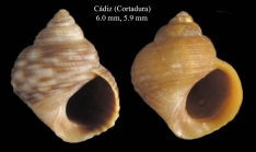 Littorina saxatilis (Olivi, 1792)Specimen from La Cortadura, Ciz, Spain (actual sizes 6.0 and 5.9 mm)