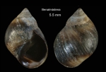 Melarhaphe neritoides (Linnaeus, 1758)Specimen from Benalmádena, Spain (actual size 5.5 mm).