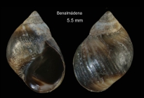 Melarhaphe neritoides (Linnaeus, 1758)Specimen from Benalmena, Spain (actual size 5.5 mm).
