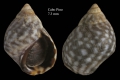 Mollusca (molluscs)