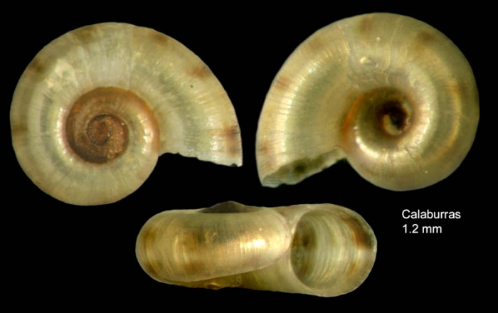 Skeneopsis planorbis (Fabricius O., 1780) Specimen from Calaburras, Mlaga, Spain (actual size 1.2 mm).