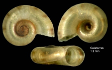Skeneopsis planorbis (Fabricius O., 1780) Specimen from Calaburras, Málaga, Spain (actual size 1.2 mm).