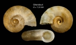 Skeneopsis sultanarum Gofas, 1983Specimen from El Ghandouri, Tangiers, Morocco (actual size 1.9 mm).