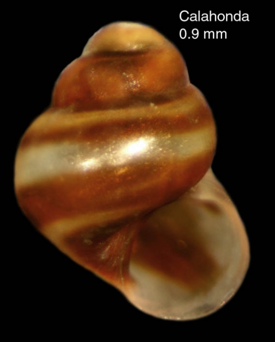 Eatonina fulgida (Adams J., 1797)Specimen from Calahonda, M�laga, Spain (actual size 0.9 mm).