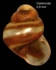 Eatonina fulgida (Adams J., 1797)Specimen from Calahonda, Mlaga, Spain (actual size 0.9 mm).