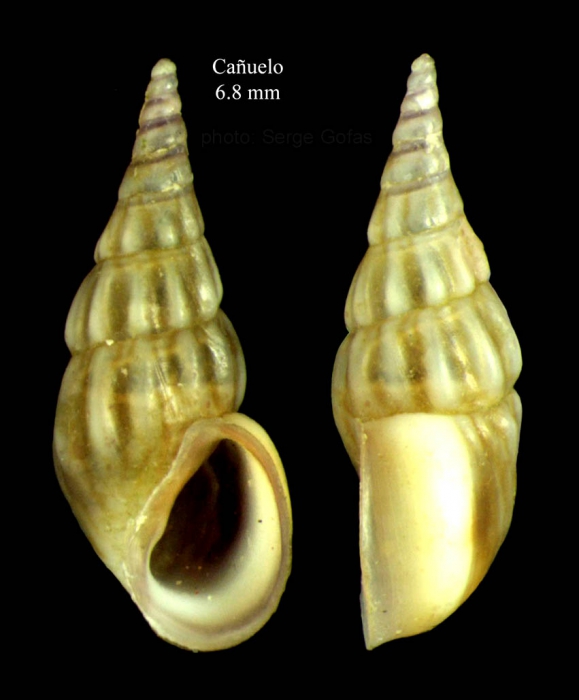 Rissoa membranacea (J. Adams, 1800) Specimen from Cañuelo, Málaga, Spain (actual size 6.8 mm). Rissoa membranacea (J. Adams, 1800) Specimen from Cañuelo, Málaga, Spain (actual size 6.8 mm).