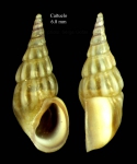 Rissoa membranacea (J. Adams, 1800) Specimen from Cañuelo, Málaga, Spain (actual size 6.8 mm).