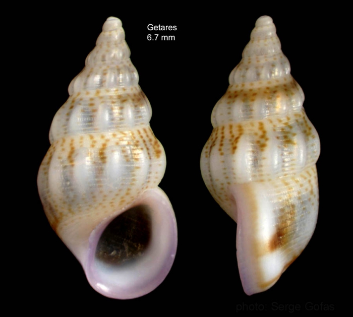 Rissoa variabilis (Von Mühlfeldt, 1824)Specimen from Getares, Spain (actual size 6.7 mm). Rissoa variabilis (Von Mühlfeldt, 1824)Specimen from Getares, Spain (actual size 6.7 mm).