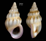 Rissoa variabilis (Von Mlfeldt, 1824)Specimen from Getares, Spain (actual size 6.7 mm).