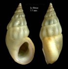 Rissoa ventricosa Desmarest, 1814Specimen from Le Brusc, France (actual size 7.7 mm).