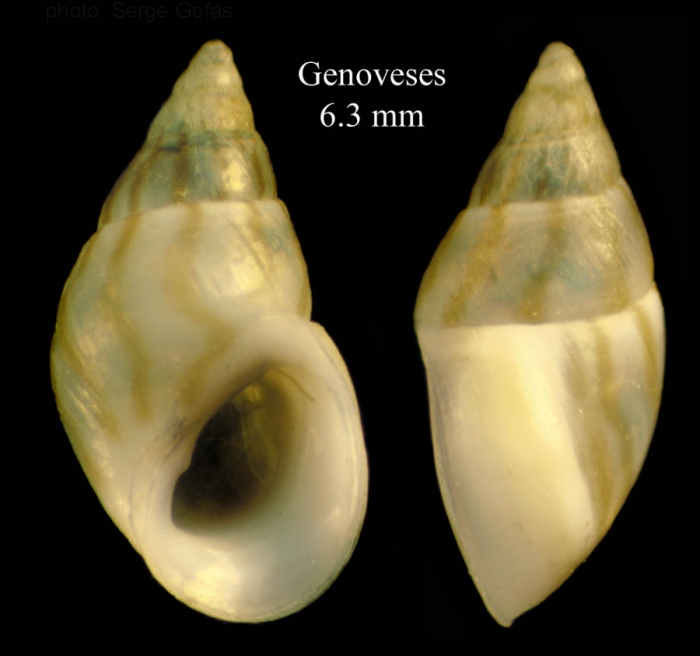Rissoa monodonta Philippi, 1836 Specimen from Genoveses, Almera, Spain, among Cymodocea seagrass (actual size 6.3 mm)