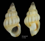 Rissoa parva (da Costa, 1778)Specimen from Sotogrande, Cádiz, Spain (actual size 3.3 mm).