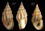 Rissoa guerinii Récluz, 1843Specimens from Calahonda, Málaga, Spain (actual sizes 5.1 and 4.7 mm).