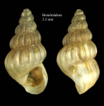 Pusillina philippi (Aradas & Maggiore, 1844)Specimen from Benalmádena, Spain (actual size 2.2 mm).