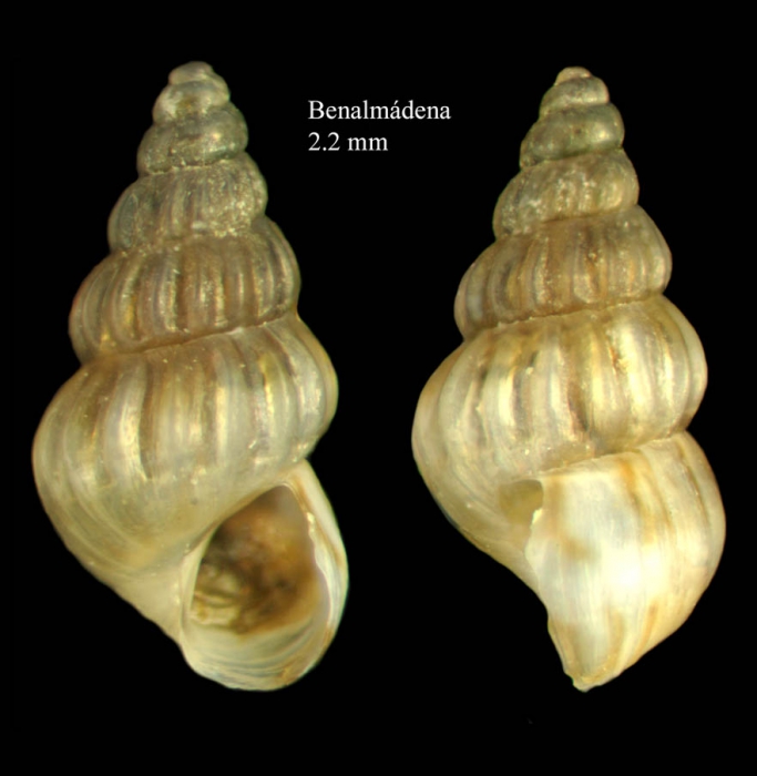 Pusillina philippi (Aradas & Maggiore, 1844)Specimen from Benalmdena, Spain (actual size 2.2 mm).