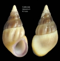 Mollusca (molluscs)