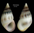 Rissoa violacea Desmarest, 1814Specimen from Genoveses, Almería, Spain (actual size 4.9 mm).