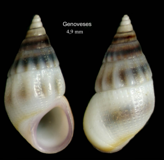 Rissoa violacea Desmarest, 1814Specimen from Genoveses, Almería, Spain (actual size 4.9 mm).