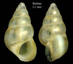 Pusillina inconspicua (Alder, 1844)Specimen from Barbate, Spain (actual size 2.1 mm).