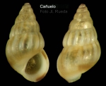 Pusillina radiata (Philippi, 1836)Specimen from Cañuelo, Málaga, Spain (actual size 3.5 mm).