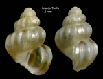 Pusillina testudae (Verduin, 1979)Specimen from Isla de Tarifa, Spain (actual size 1.5 mm).